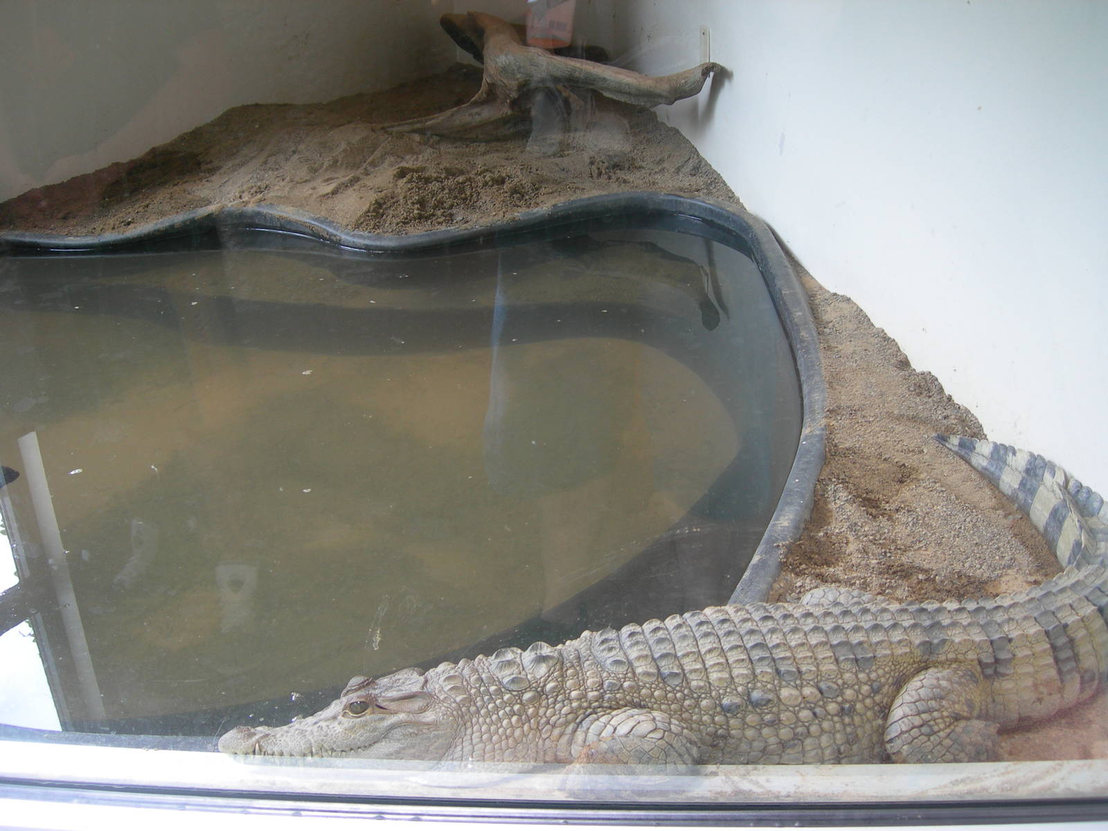 philippine Croc exhibit in World of Discovery