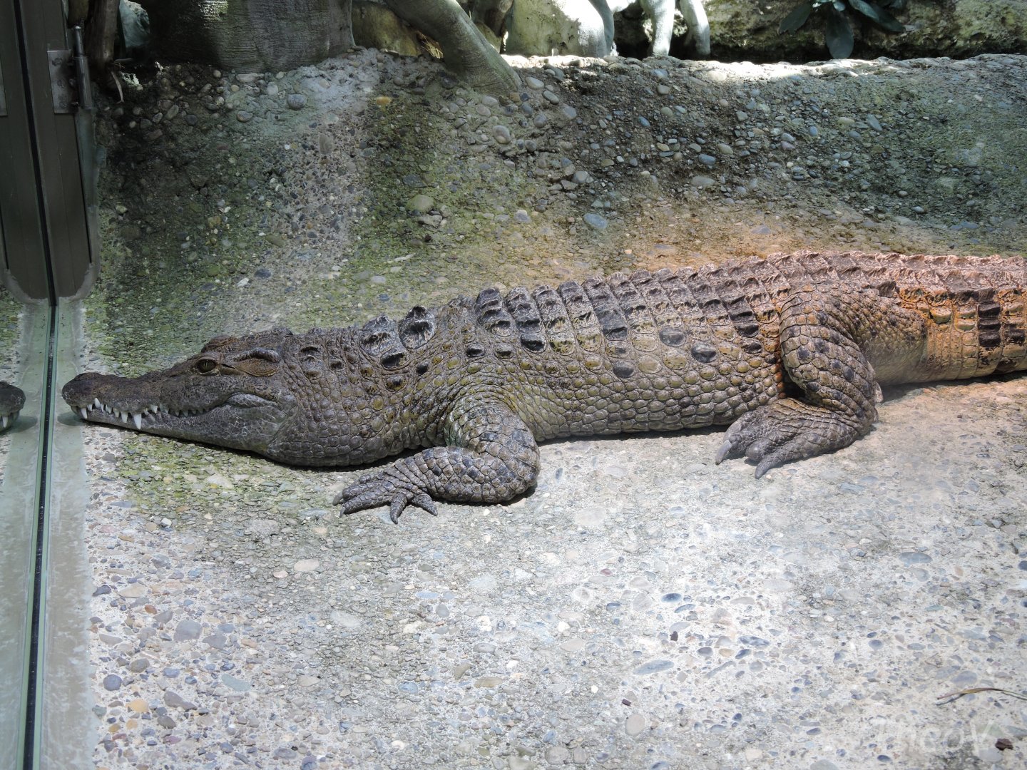 Philippine crocodile [2015]