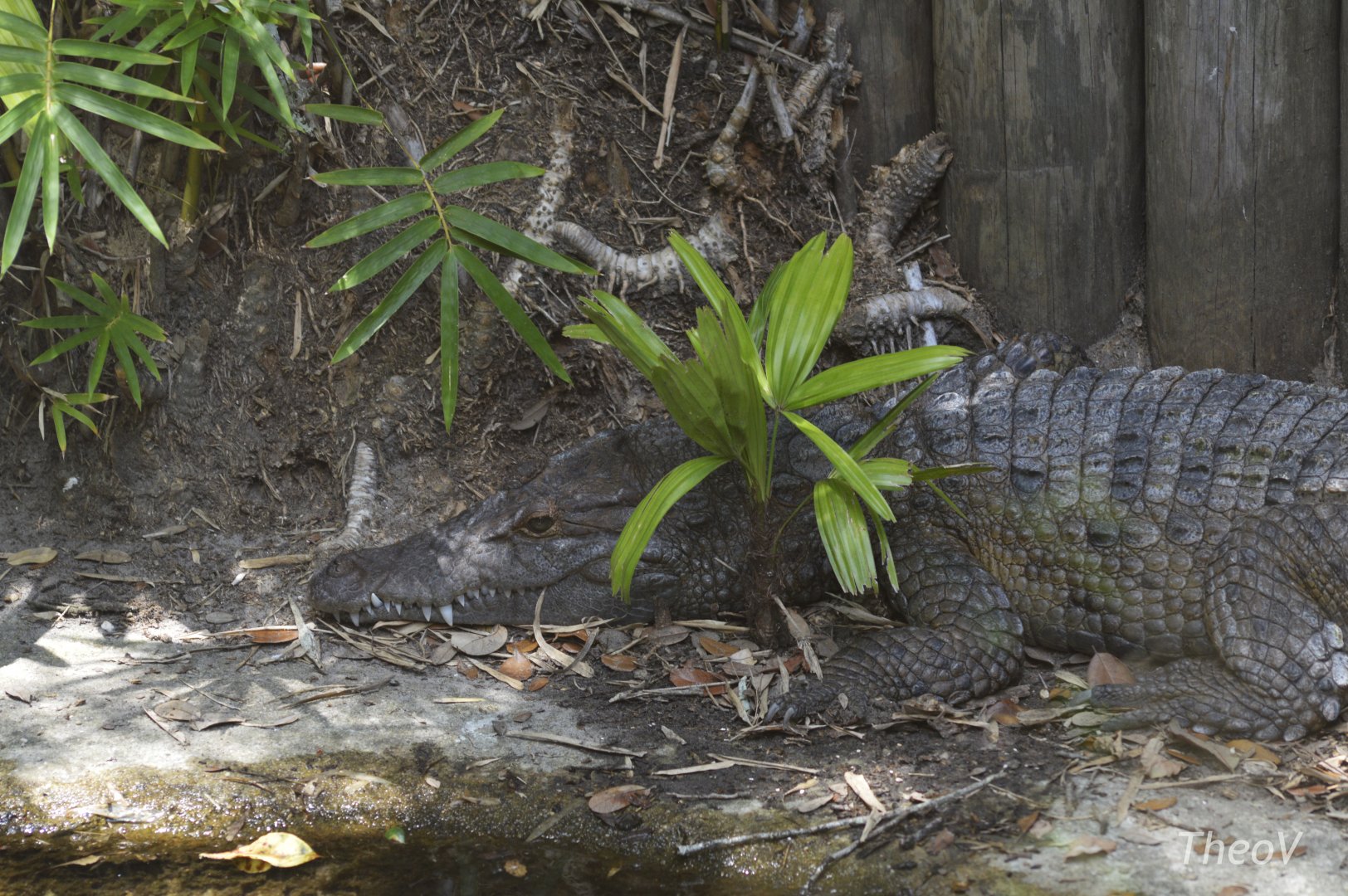 Philippine crocodile [2017]
