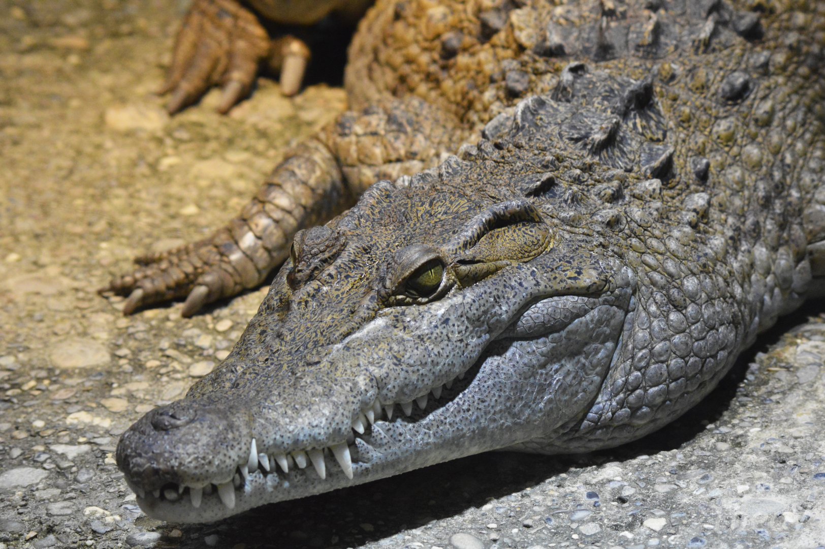 Philippine crocodile [2018]