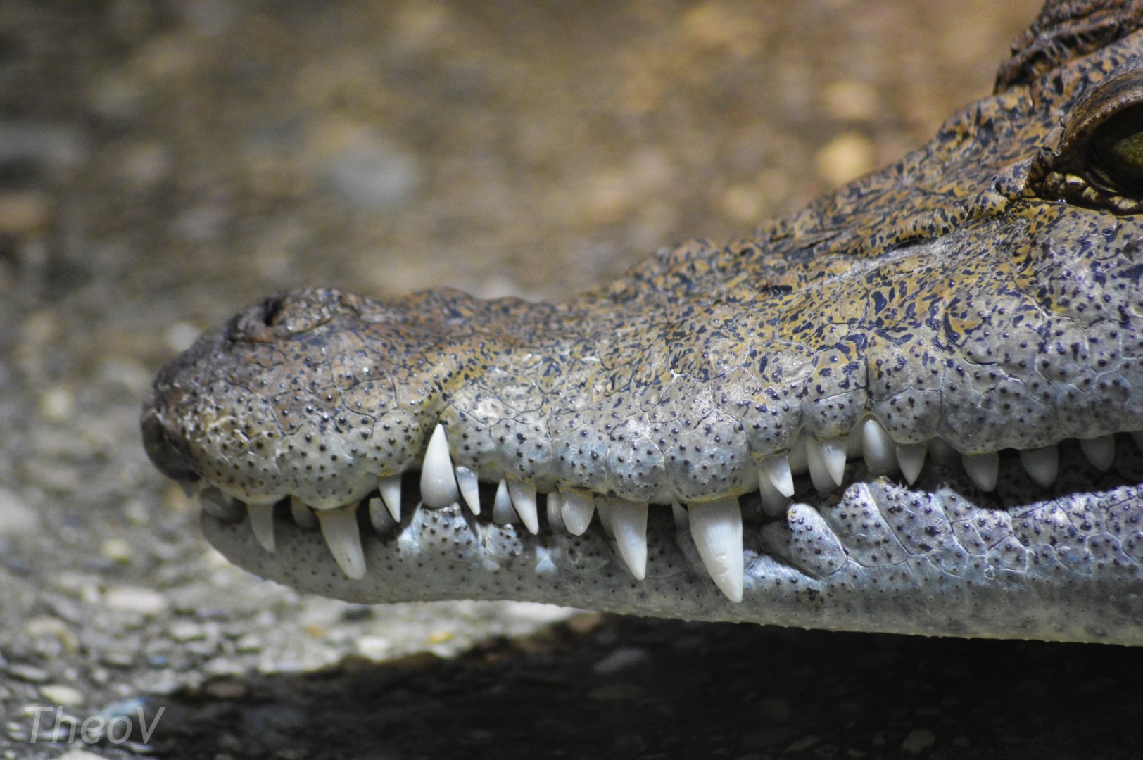 Philippine crocodile [2018]