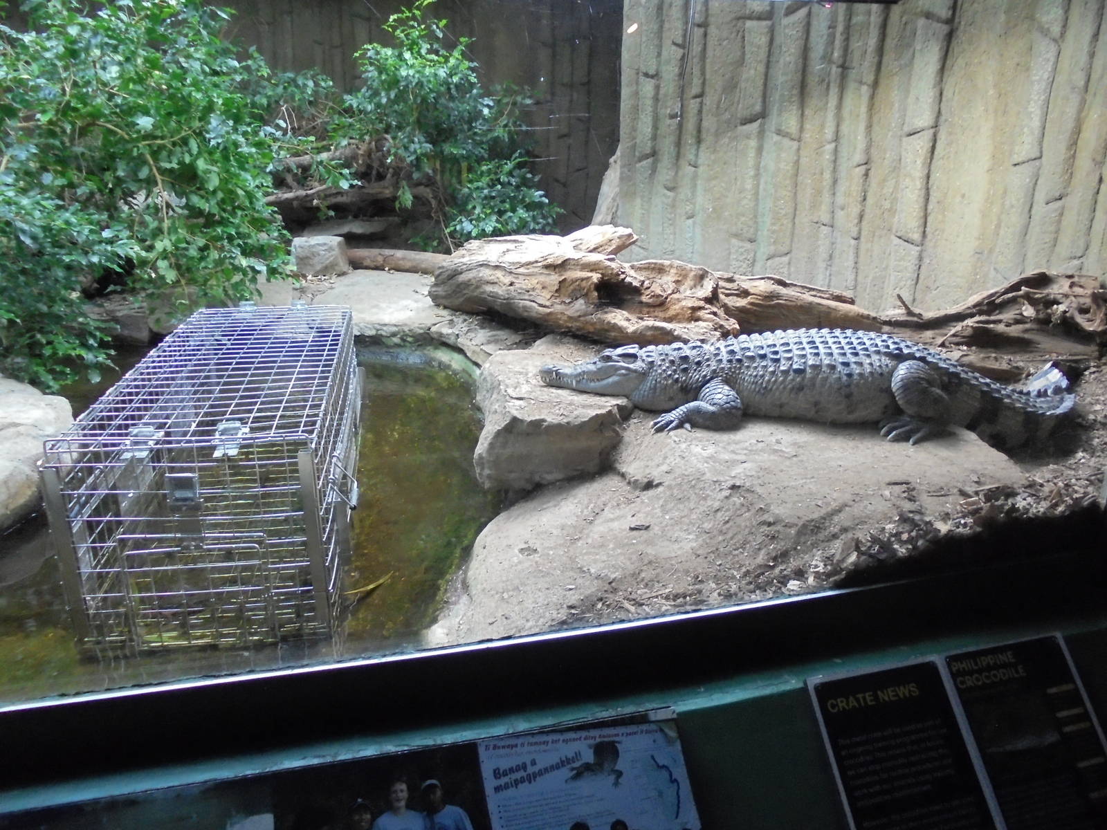 Philippine Crocodile and carry cage 2015