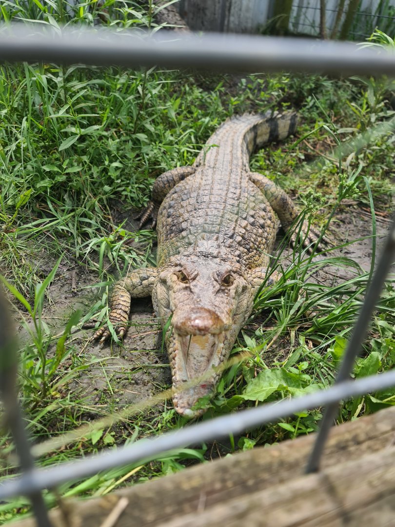 Philippine Crocodile at Crocodile Encounter