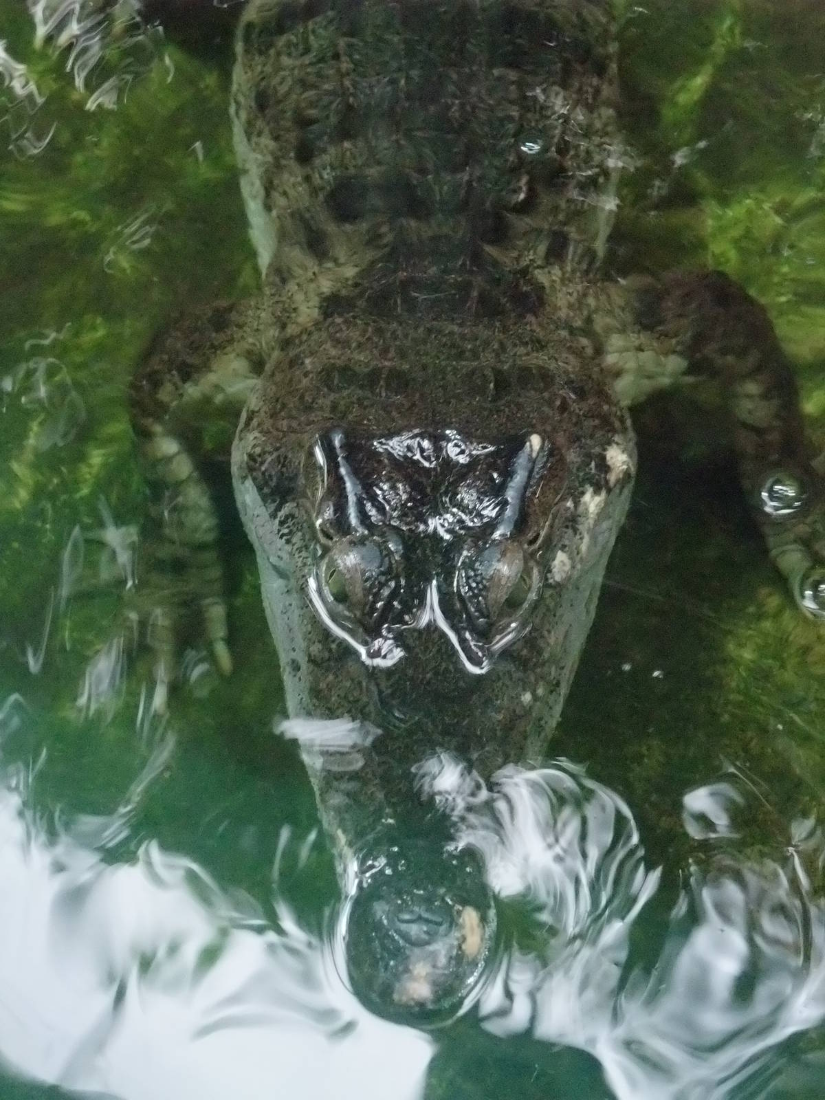 Philippine Crocodile at London, 16/11/11