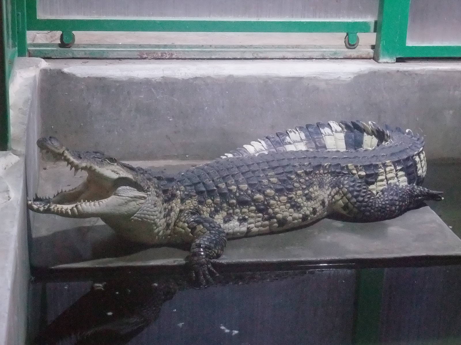 Philippine Crocodile at Protivin Crocodile Zoo, 26/05/10