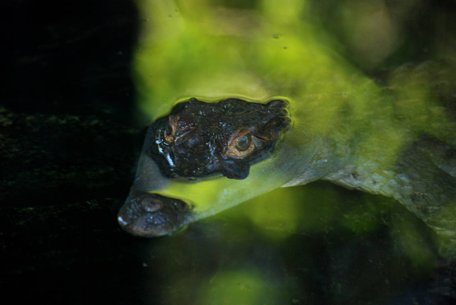 Philippine Crocodile at St. Augustine, 11/10/13