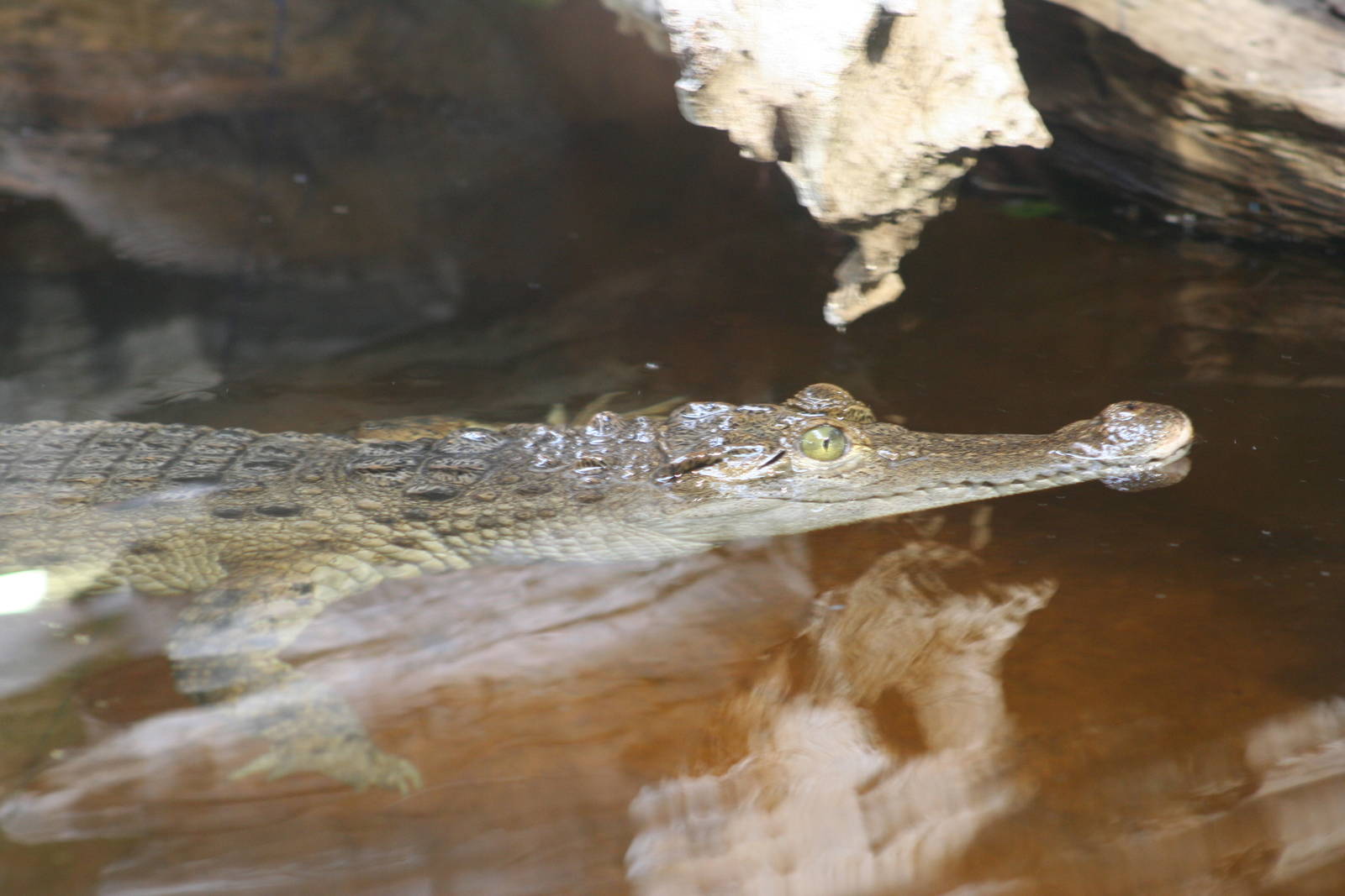 Philippine Crocodile @ Chester 08.07.08