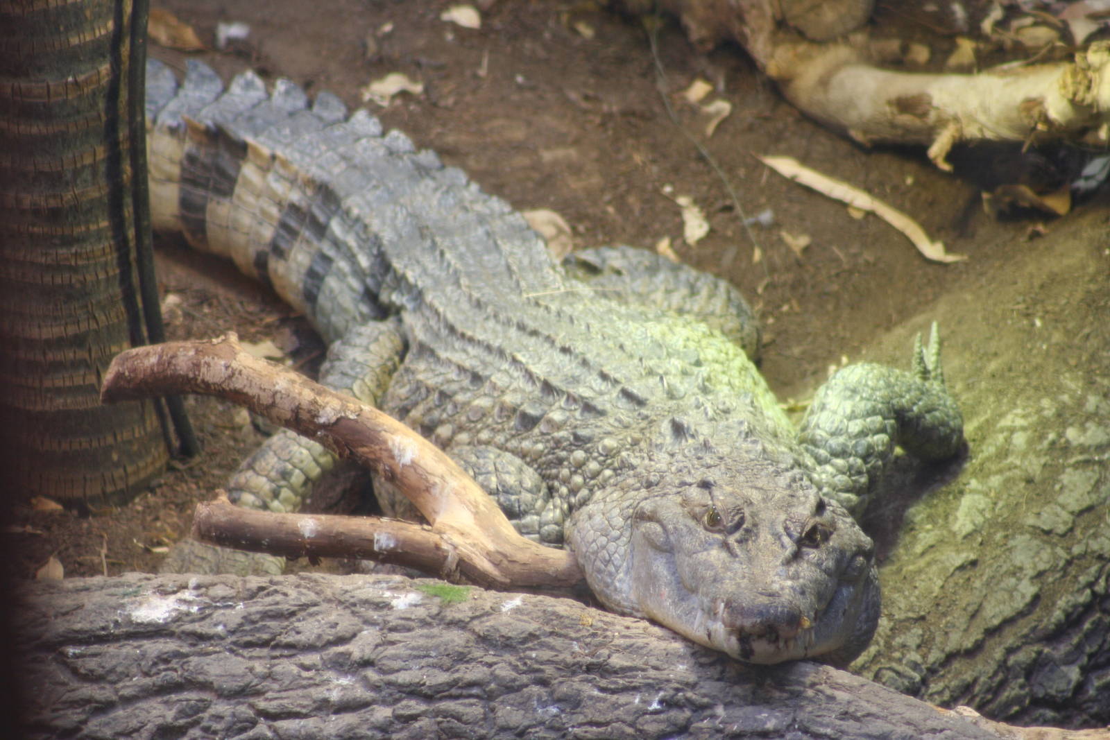 Philippine Crocodile @ Chester; 21.07.2011