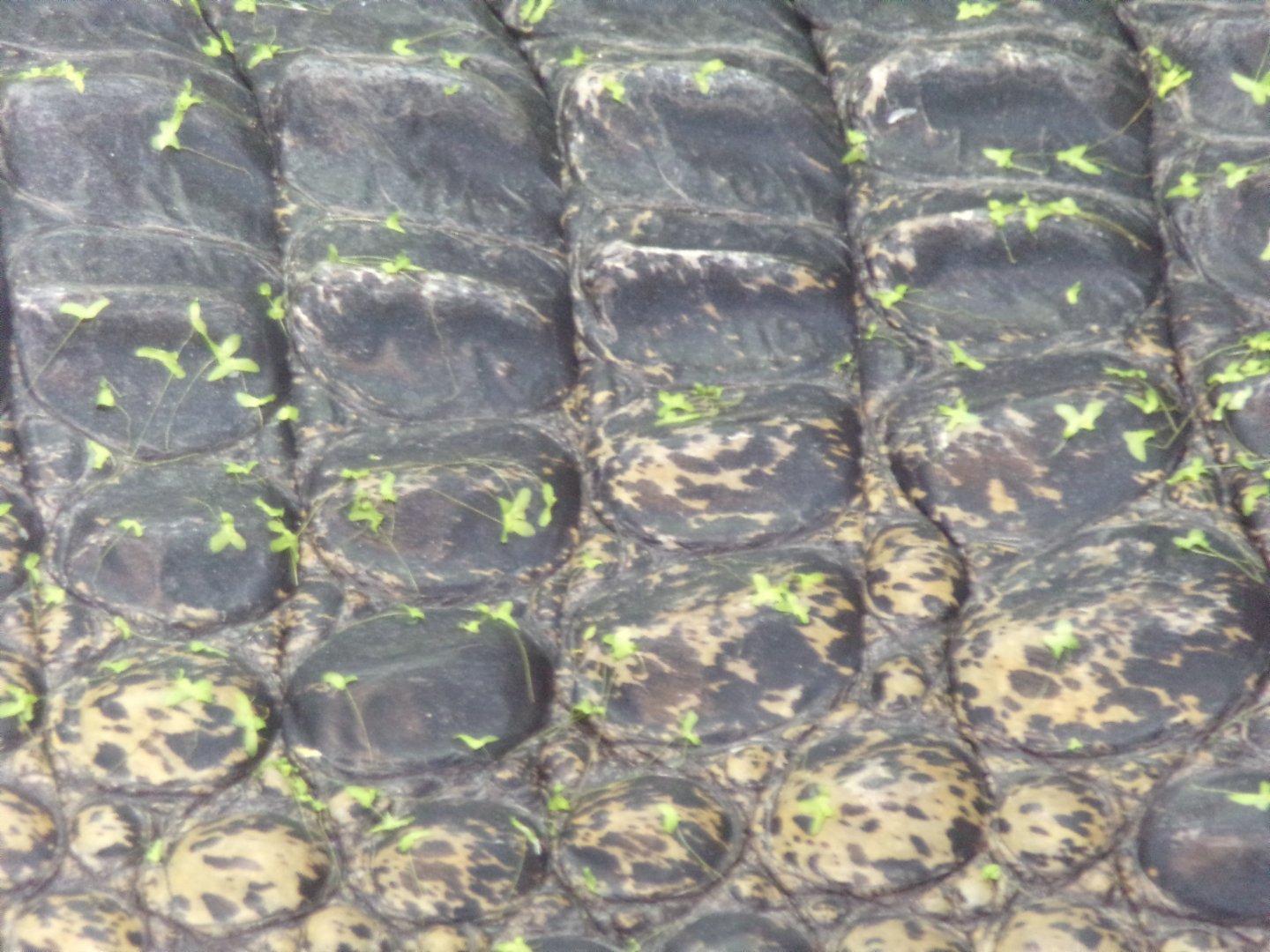 Philippine crocodile closeup 11.2.25