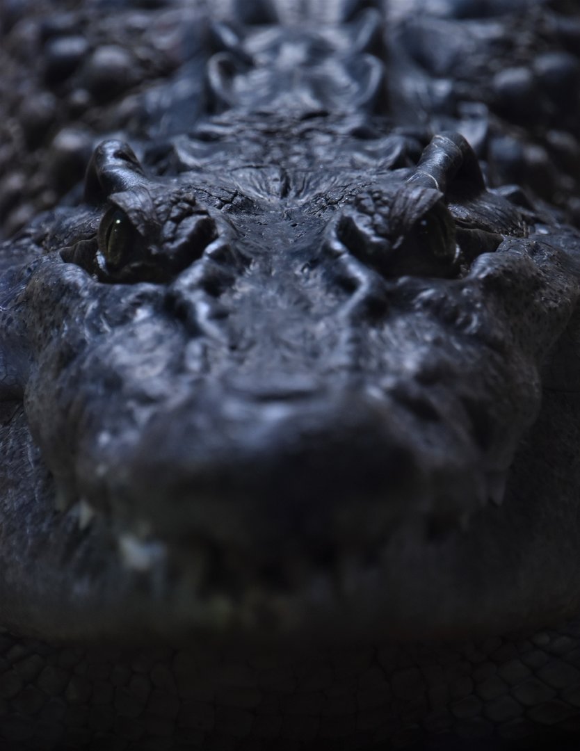 Philippine crocodile closeup