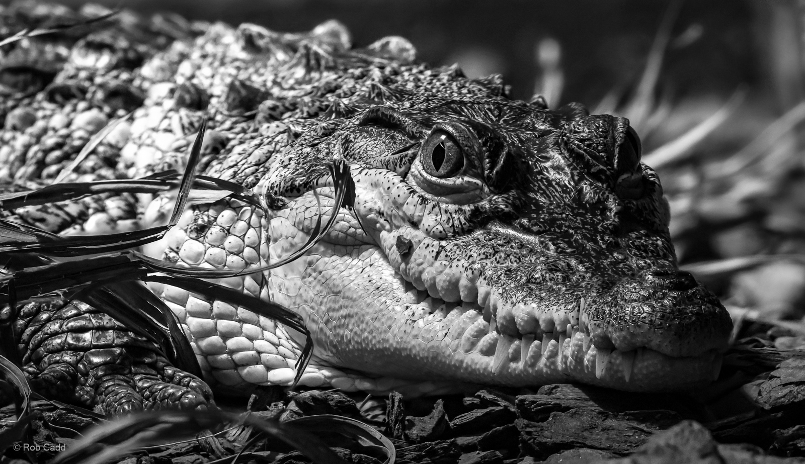 Philippine crocodile : Crocodiles of the World : 01 Jun 2024