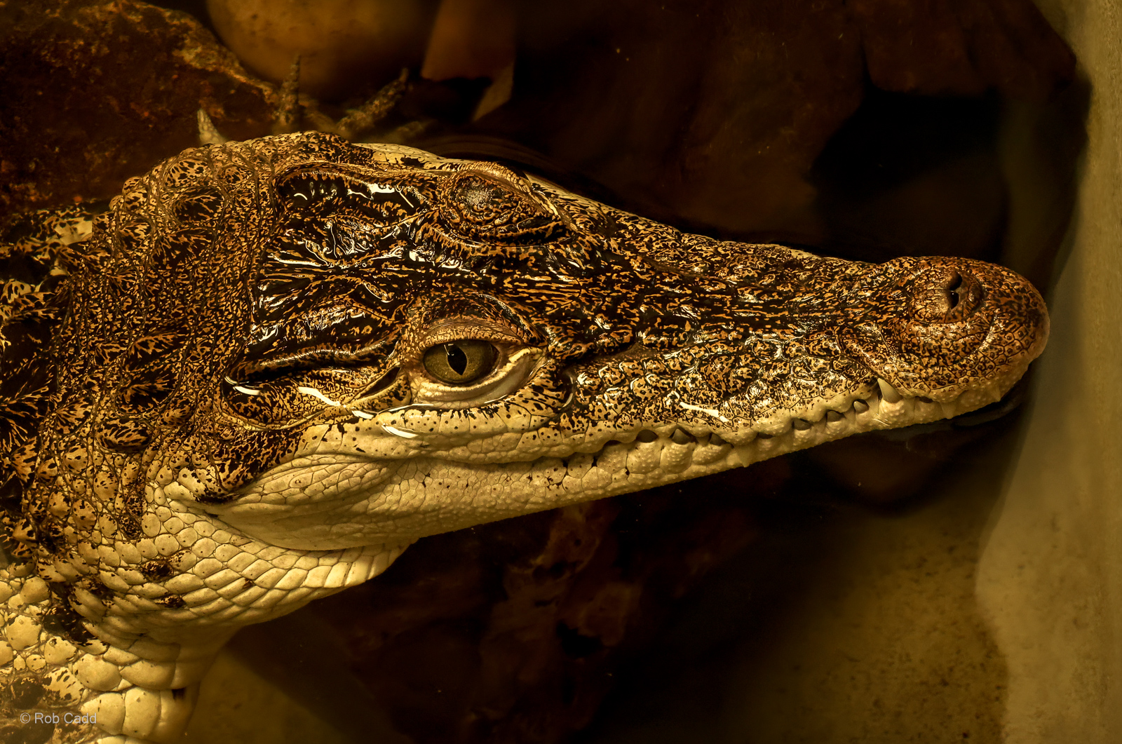 Philippine crocodile : Crocodiles of the World : 01 Jun 2024