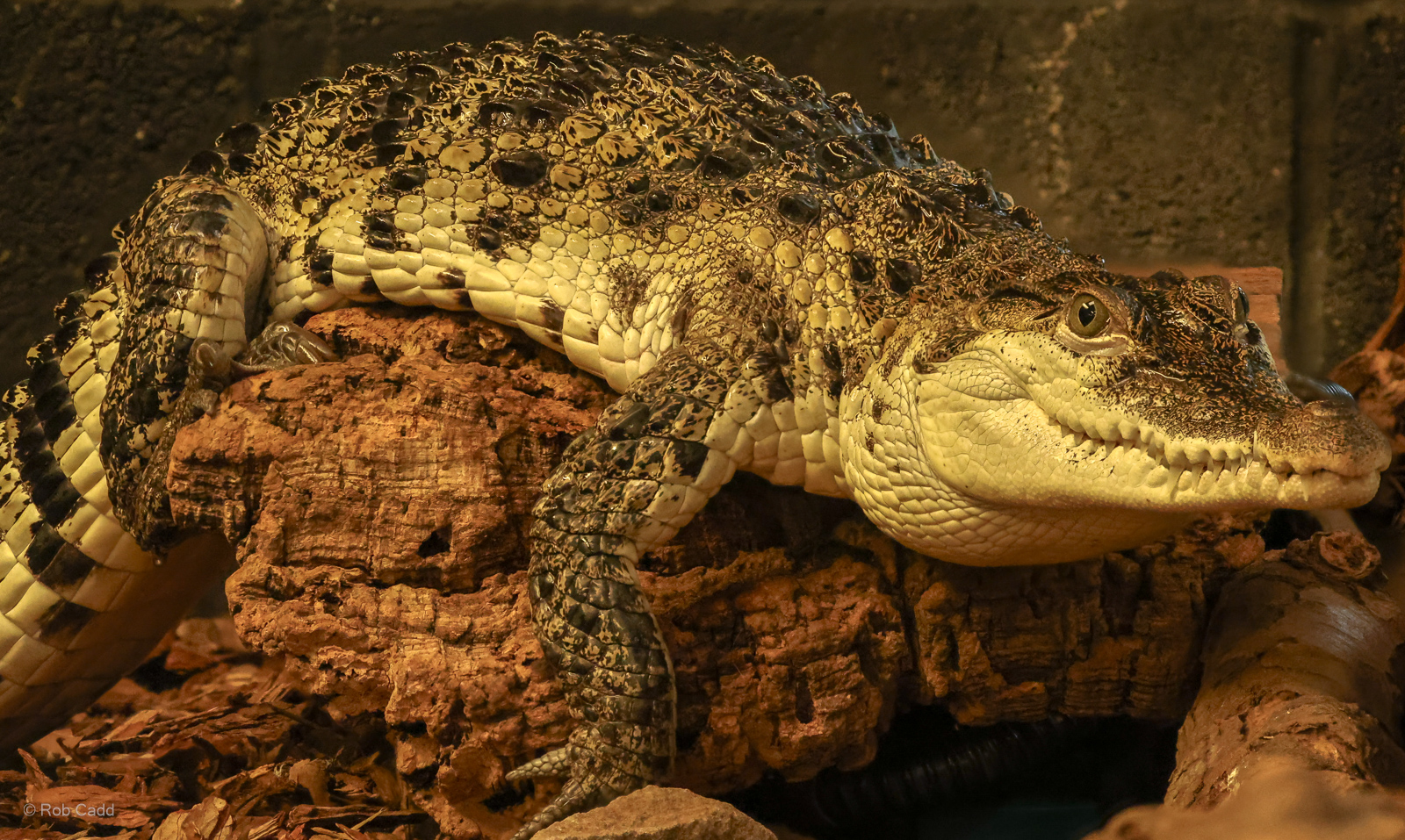 Philippine crocodile : Crocodiles of the World : 05 Jul 2024