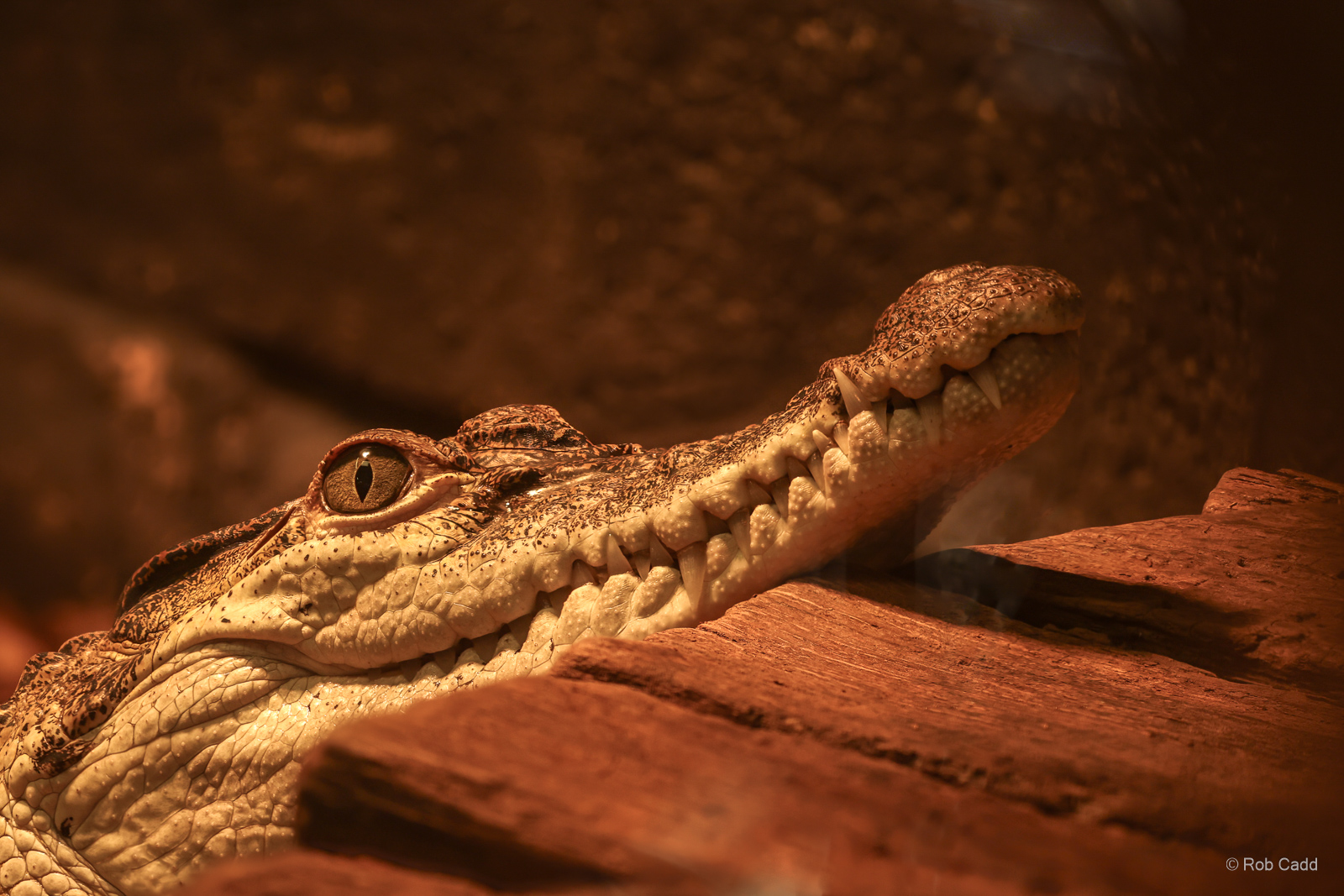 Philippine crocodile : Crocodiles of the World : 07 Jun 2024