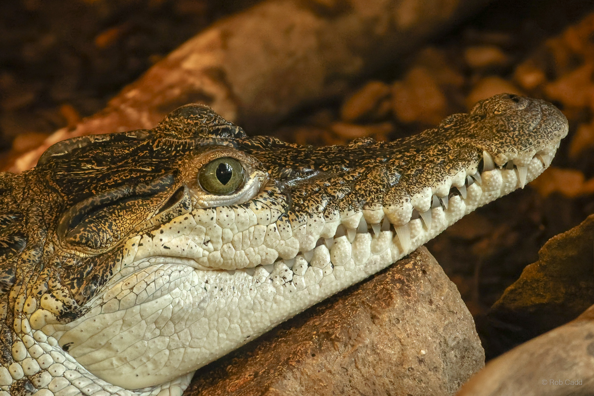 Philippine crocodile : Crocodiles of the World : 26 Sep 2025