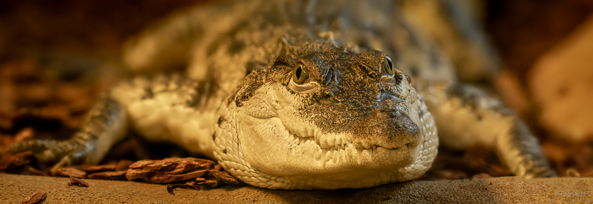 Philippine crocodile : Crocodiles of the World : 31 Jan 2025