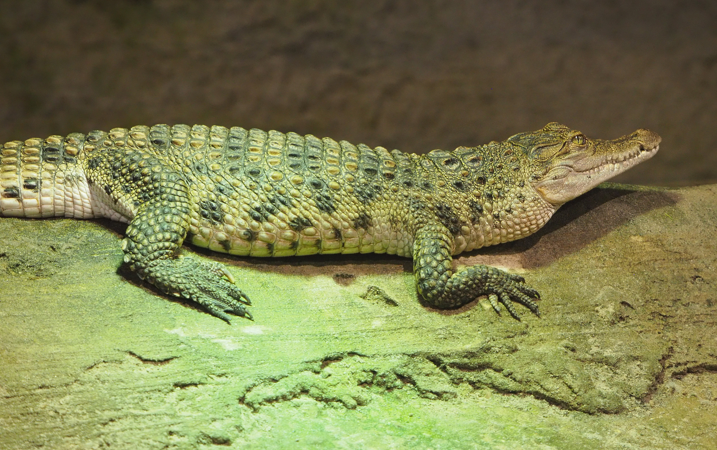 Philippine crocodile (Crocodylus mindorensis), 2020-06-20