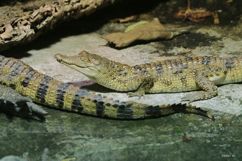 Philippine crocodile (Crocodylus mindorensis), juvenile