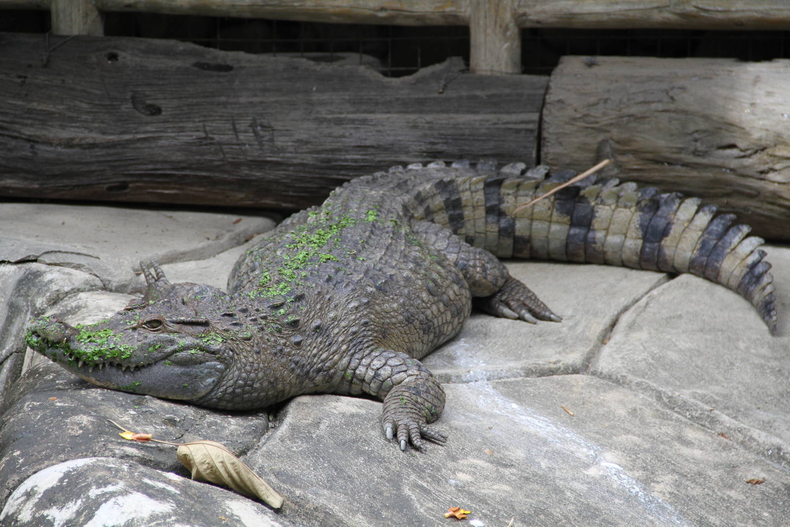 Philippine Crocodile (Crocodylus mindorensis)
