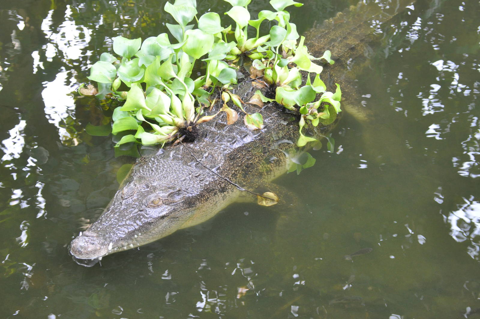 Philippine crocodile/ Crocodylus mindorensis