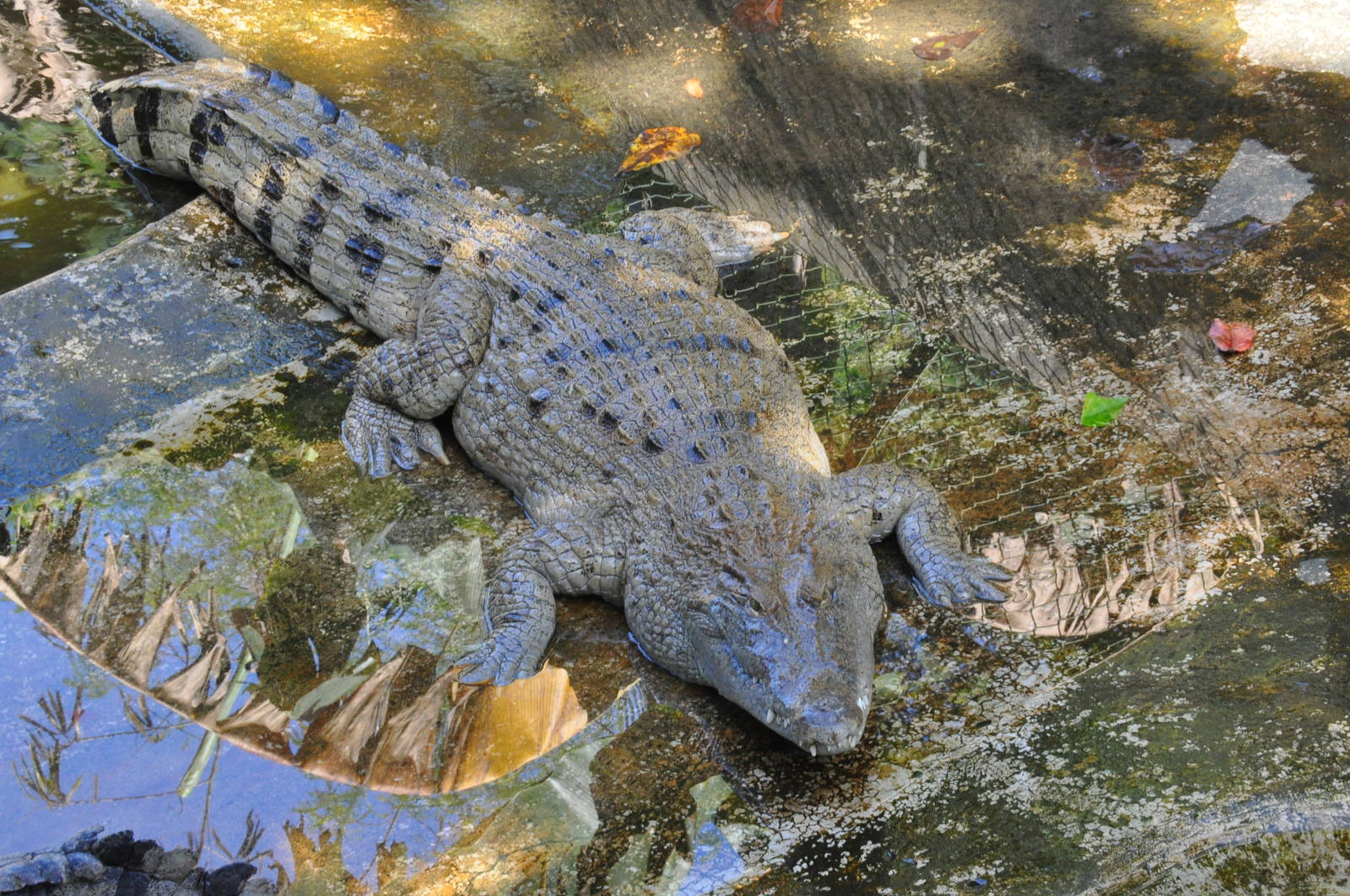 Philippine crocodile/ Crocodylus mindorensis