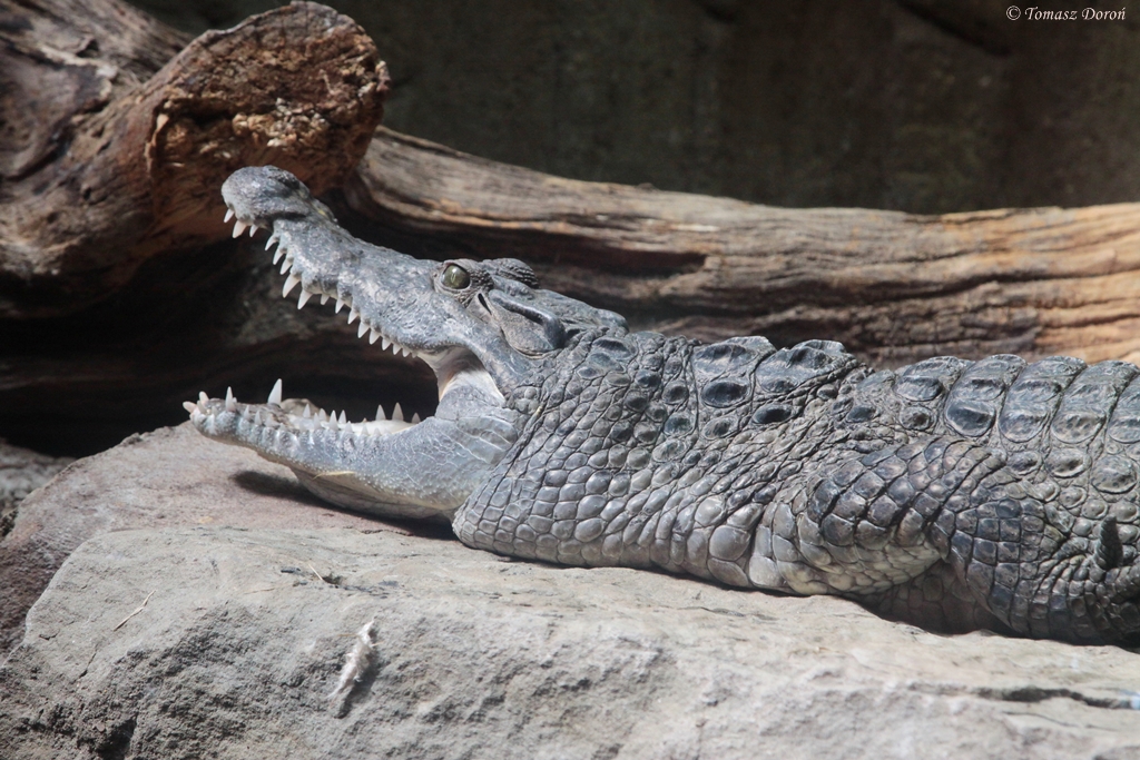 Philippine Crocodile (Crocodylus mindorensis)