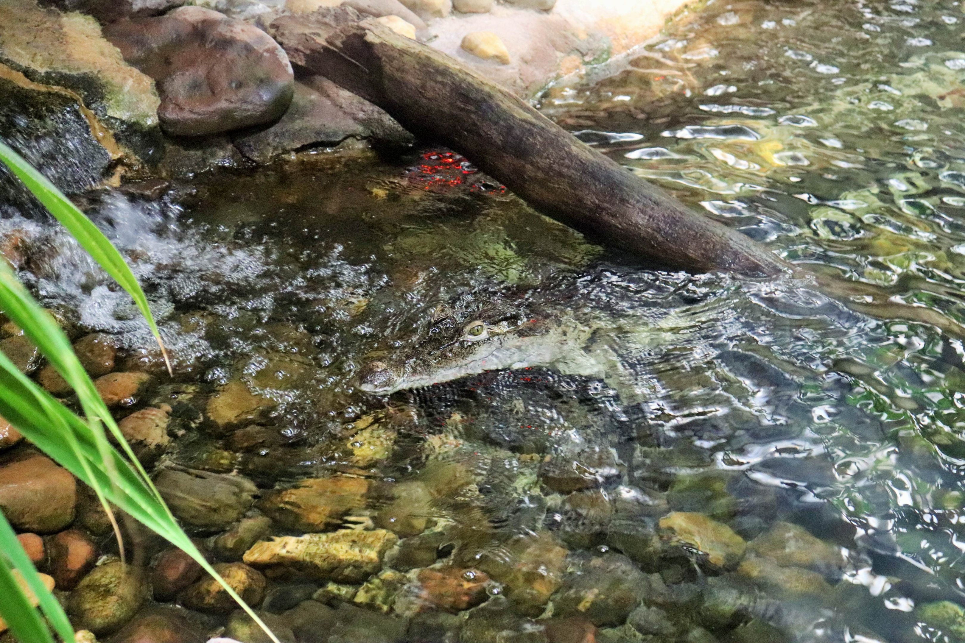 Philippine crocodile (Crocodylus mindorensis)