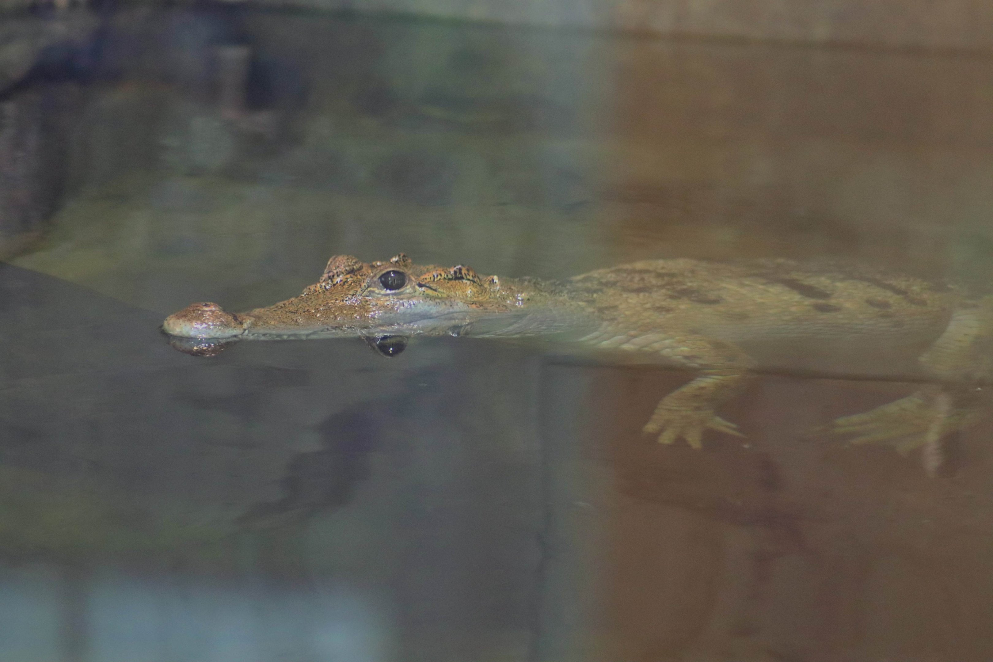 Philippine Crocodile (Crocodylus mindorensis)