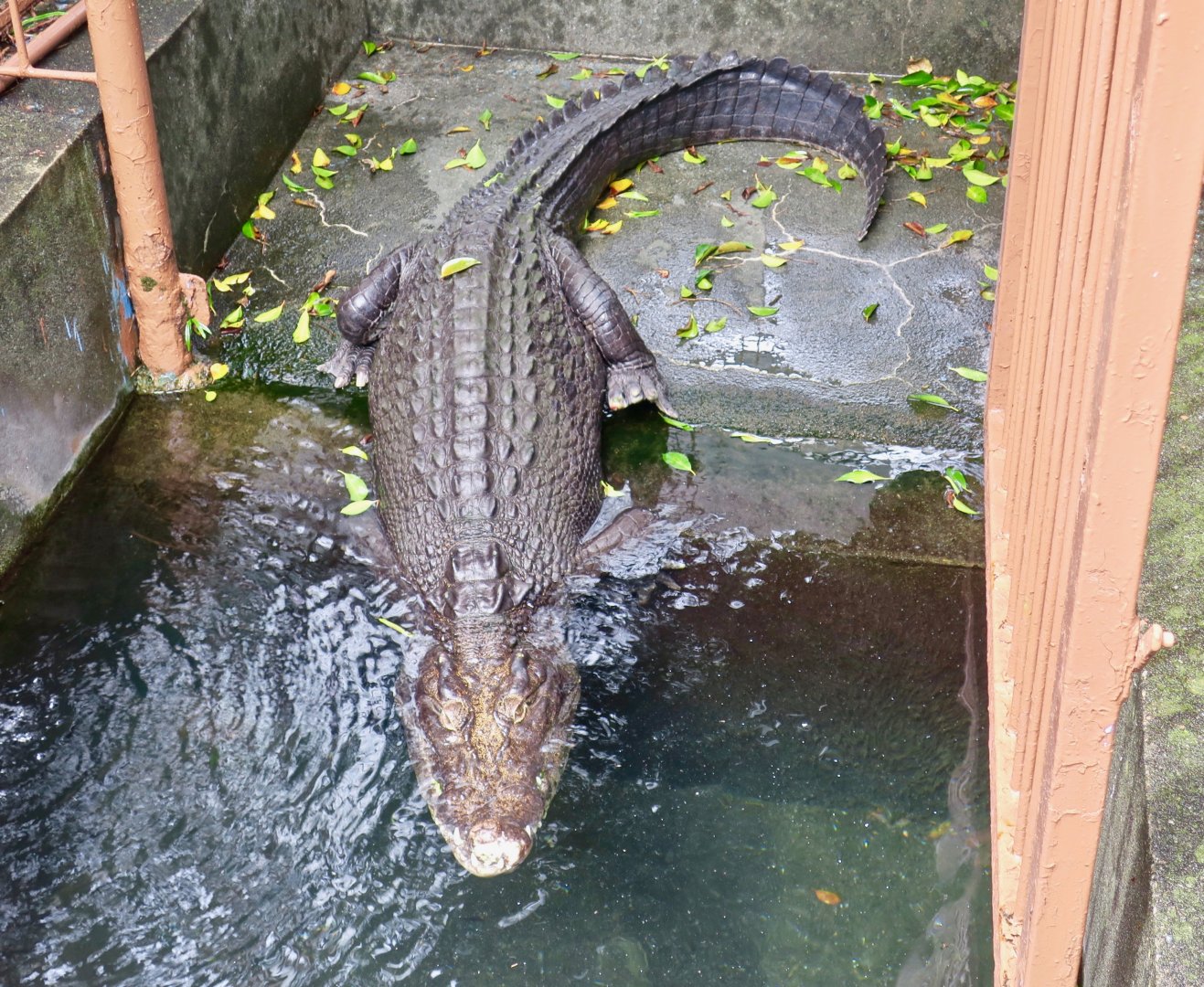 Philippine Crocodile (Crocodylus mindorensis)