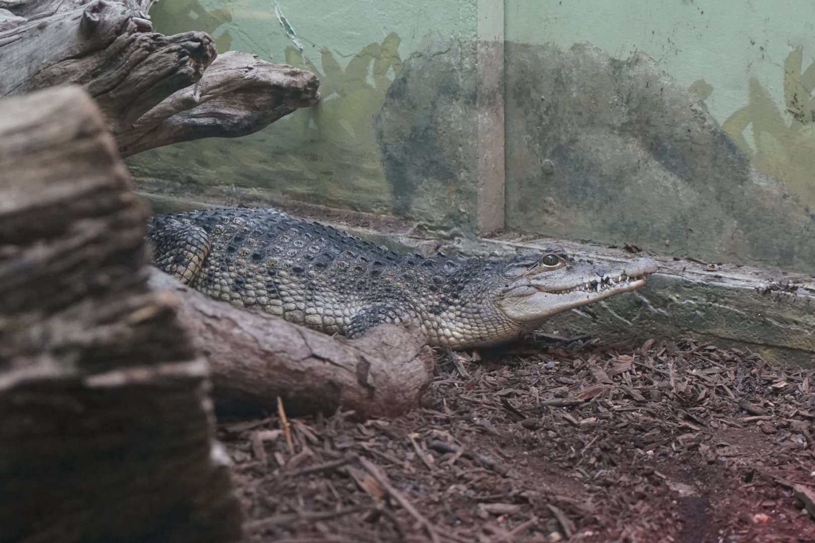 Philippine Crocodile (Crocodylus mindorensis)