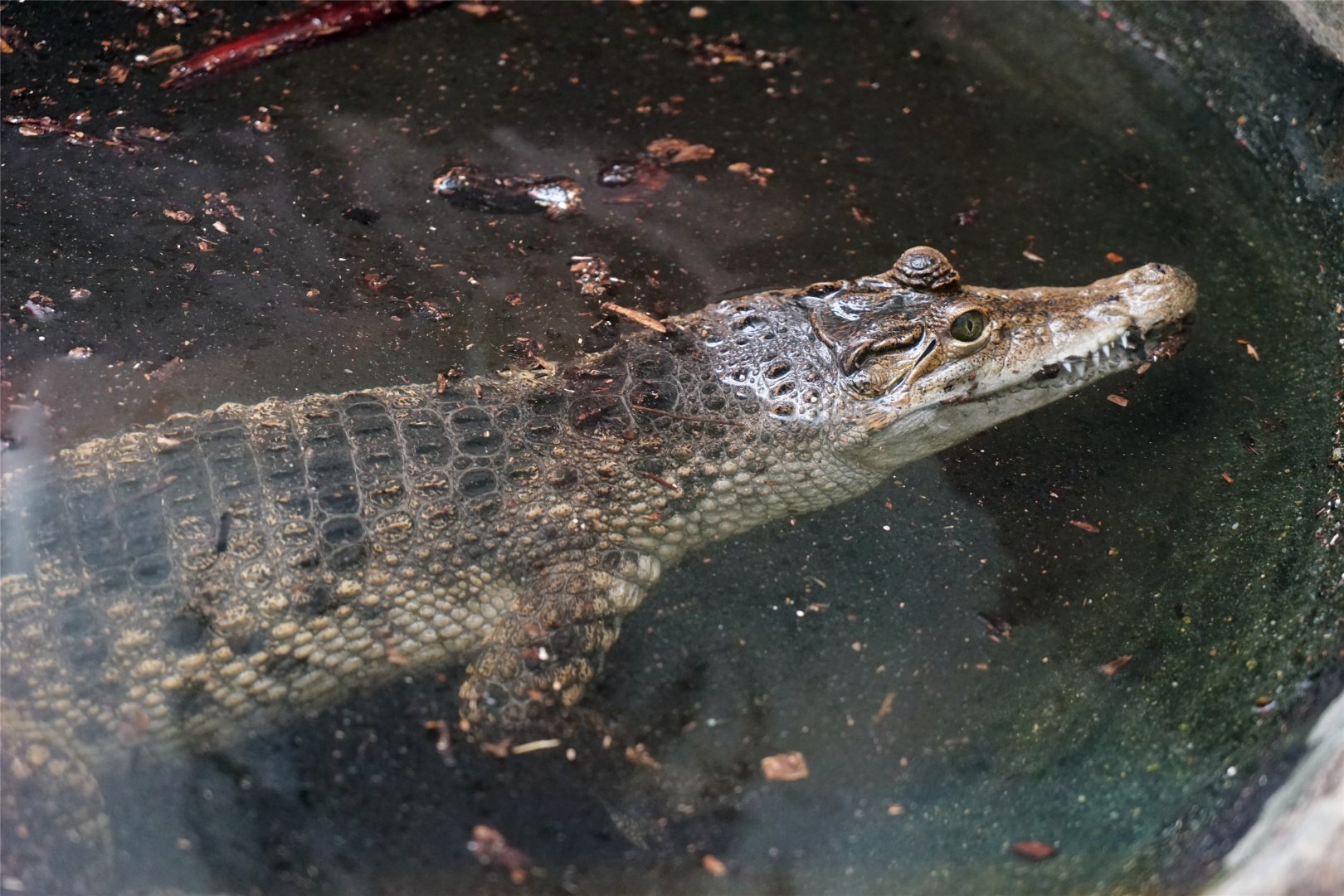 Philippine Crocodile (Crocodylus mindorensis)
