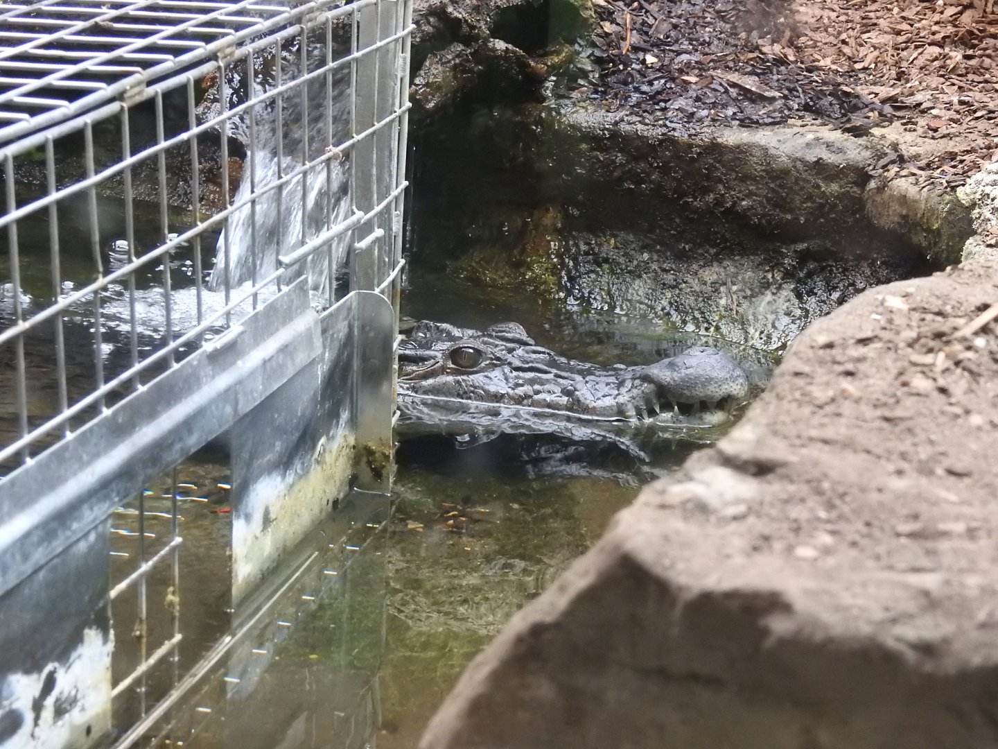 Philippine Crocodile (Crocodylus mindorensis)