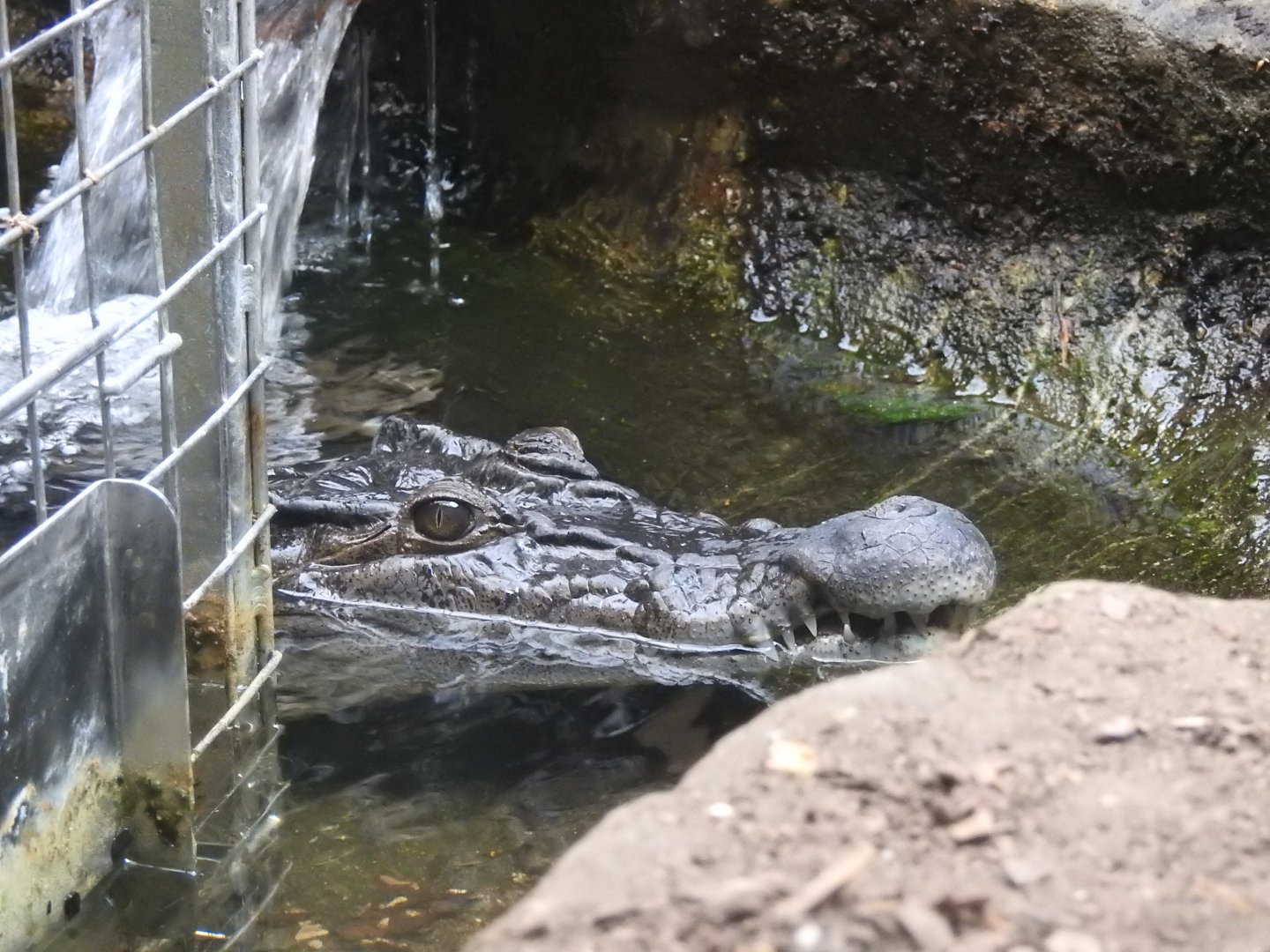Philippine Crocodile (Crocodylus mindorensis)