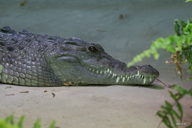 Philippine crocodile (Crocodylus mindorensis)