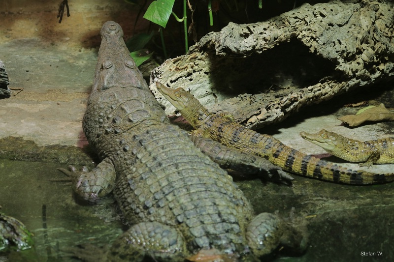 Philippine crocodile (Crocodylus mindorensis)