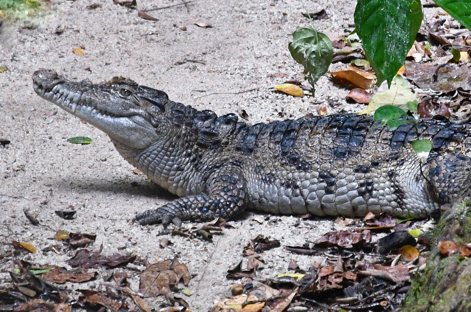 Philippine Crocodile (Crocodylus mindorensis)