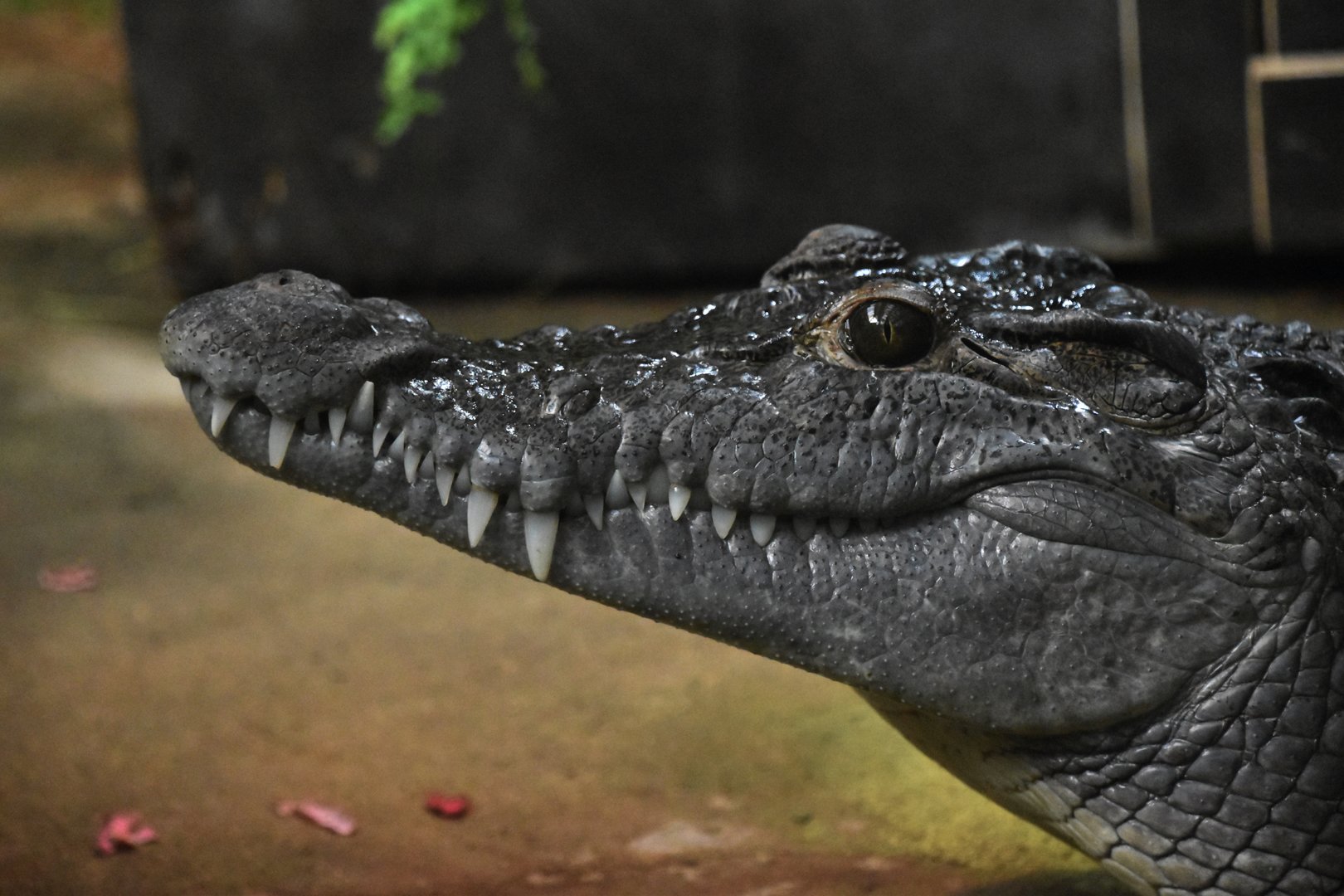 Philippine crocodile, Crocodylus mindorensis