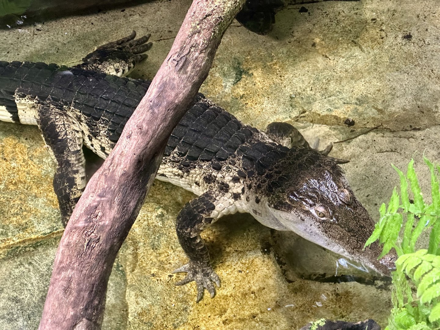 Philippine crocodile (Crocodylus mindorensis)