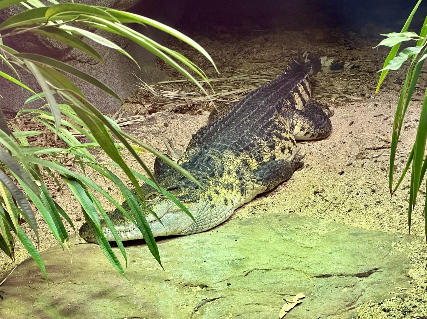Philippine crocodile (Crocodylus mindorensis)