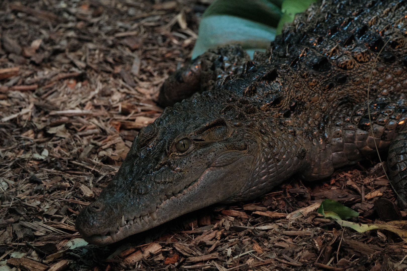 Philippine Crocodile (Crocodylus mindorensis)