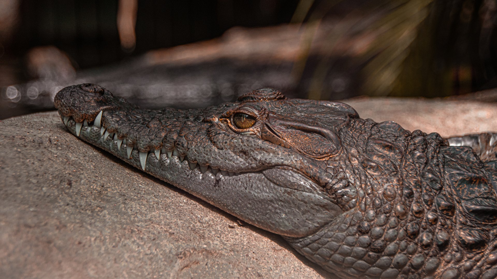 Philippine crocodile (Crocodylus mindorensis
