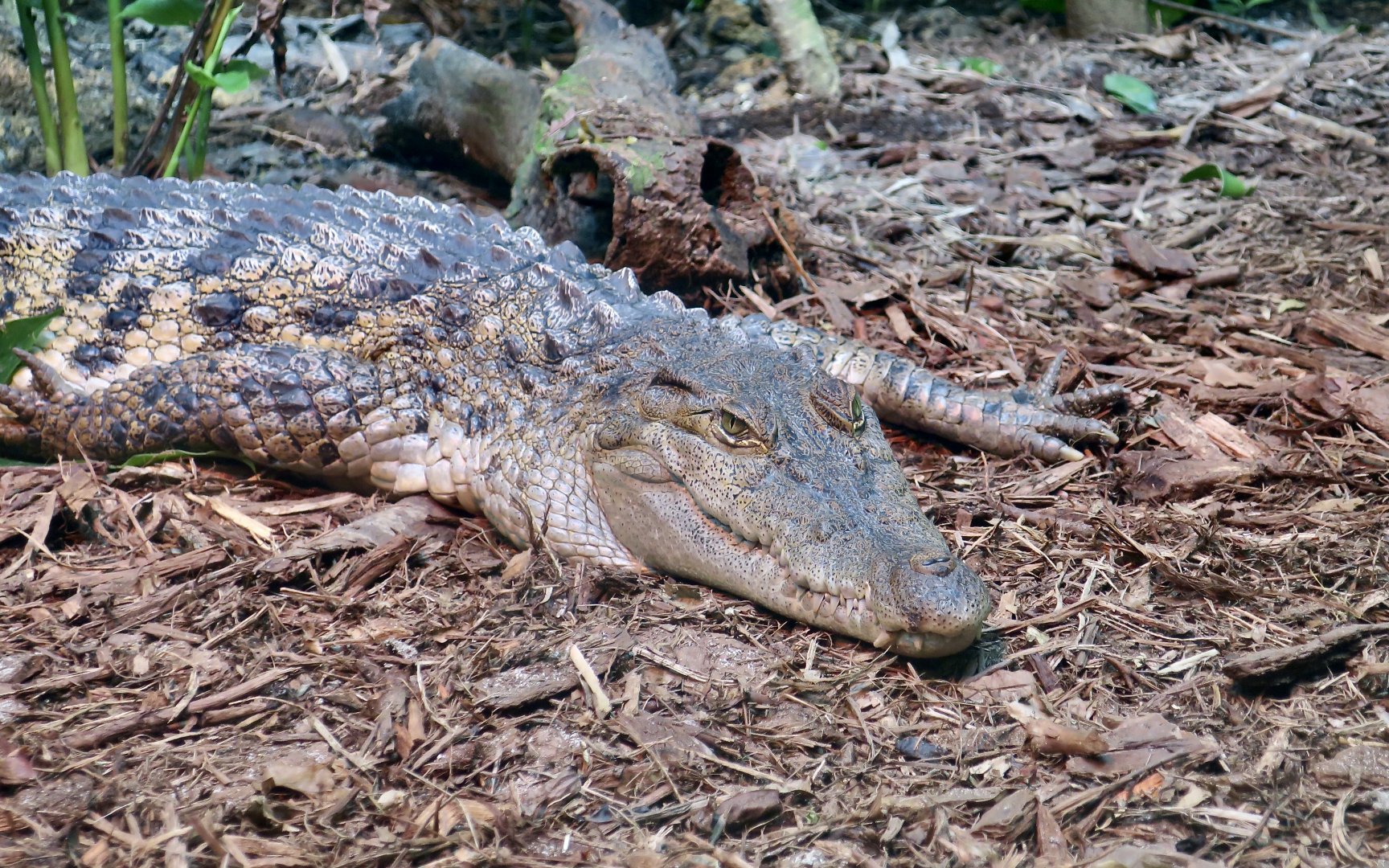 Philippine Crocodile (Crocodylus mindorensis)