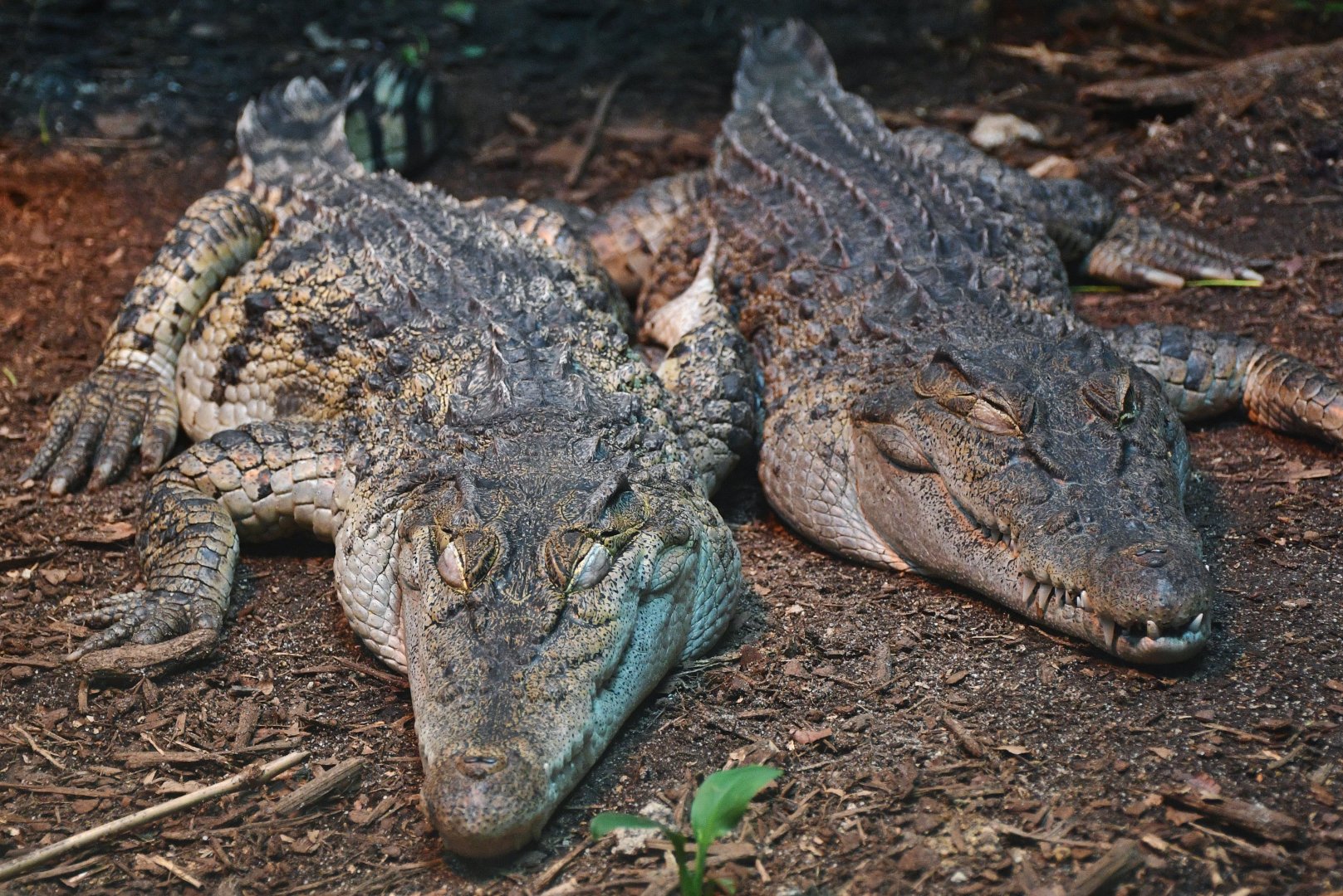 Philippine Crocodile (Crocodylus mindorensis)
