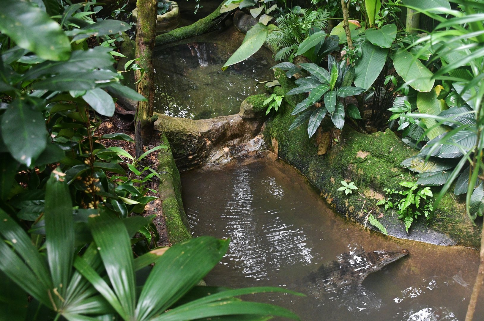 Philippine Crocodile (Crocodylus mindorensis)