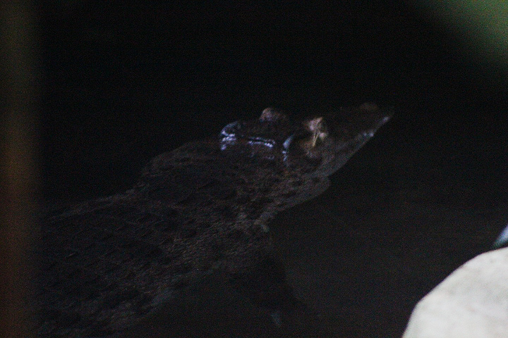 Philippine crocodile (Crocodylus mindorensis)