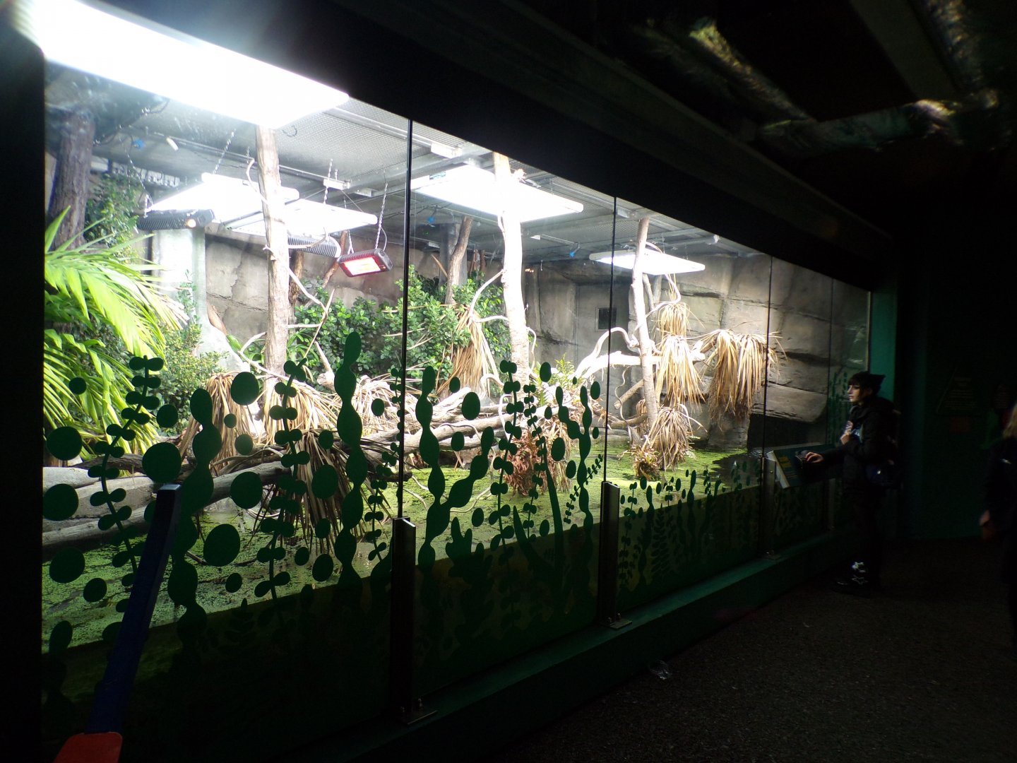 Philippine crocodile enclosure  11.2.25