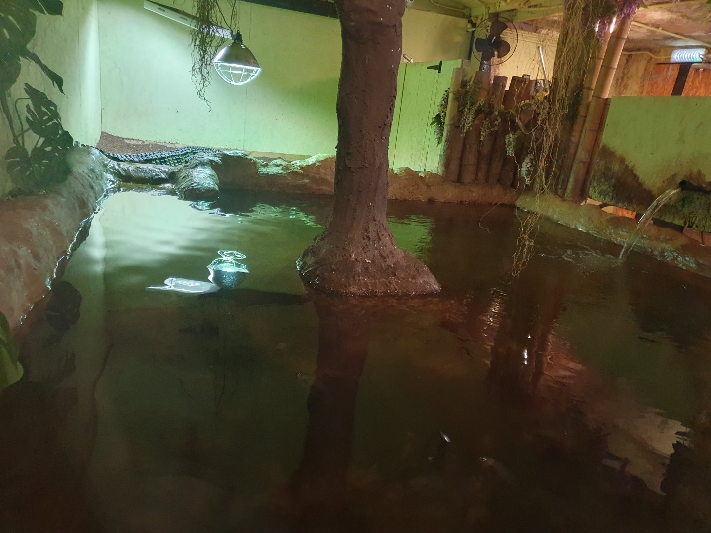 Philippine Crocodile enclosure 25/11/12