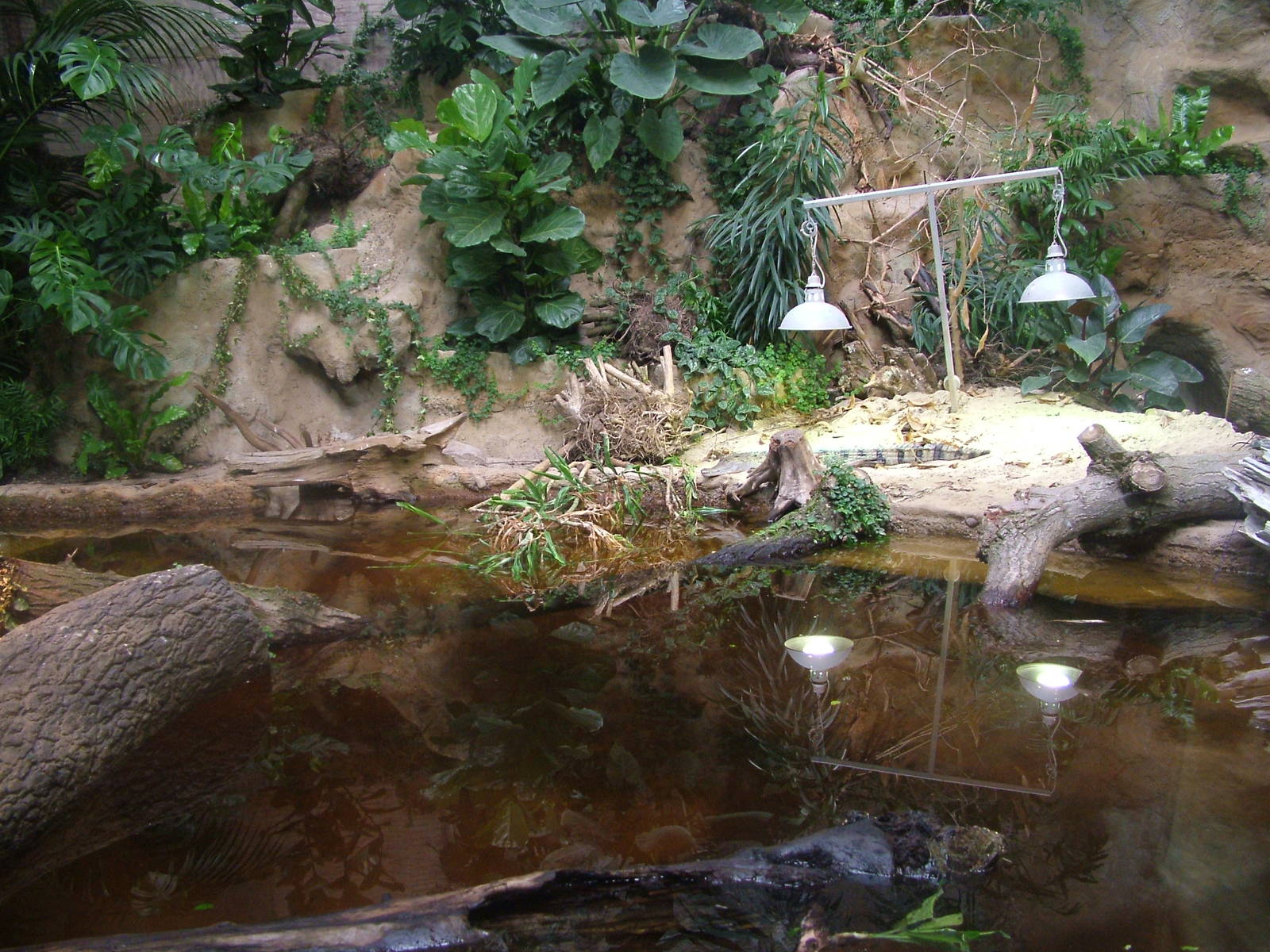 Philippine Crocodile enclosure at Chester Zoo July 2008