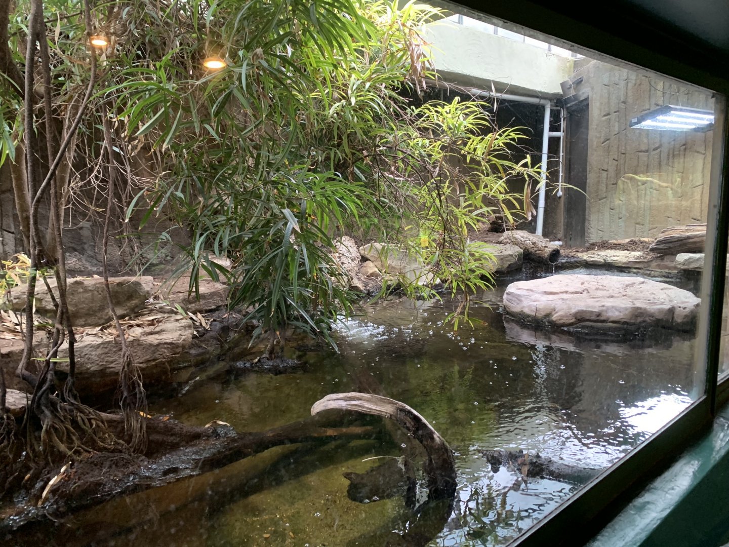 Philippine Crocodile Enclosure at London Zoo (2019)
