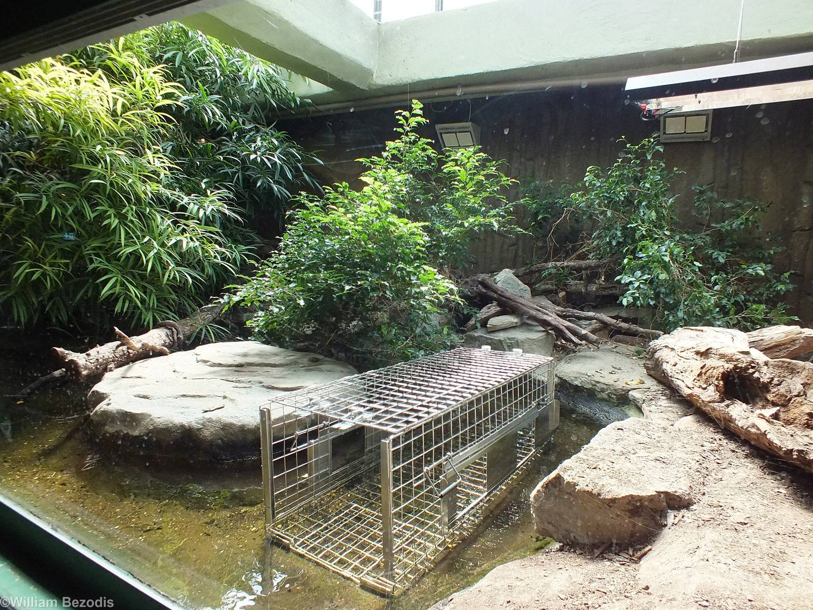 Philippine Crocodile Enclosure with Training Crate